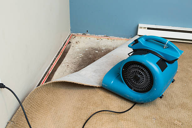 Best Mold removal after water damage  in Mountain Village, CO